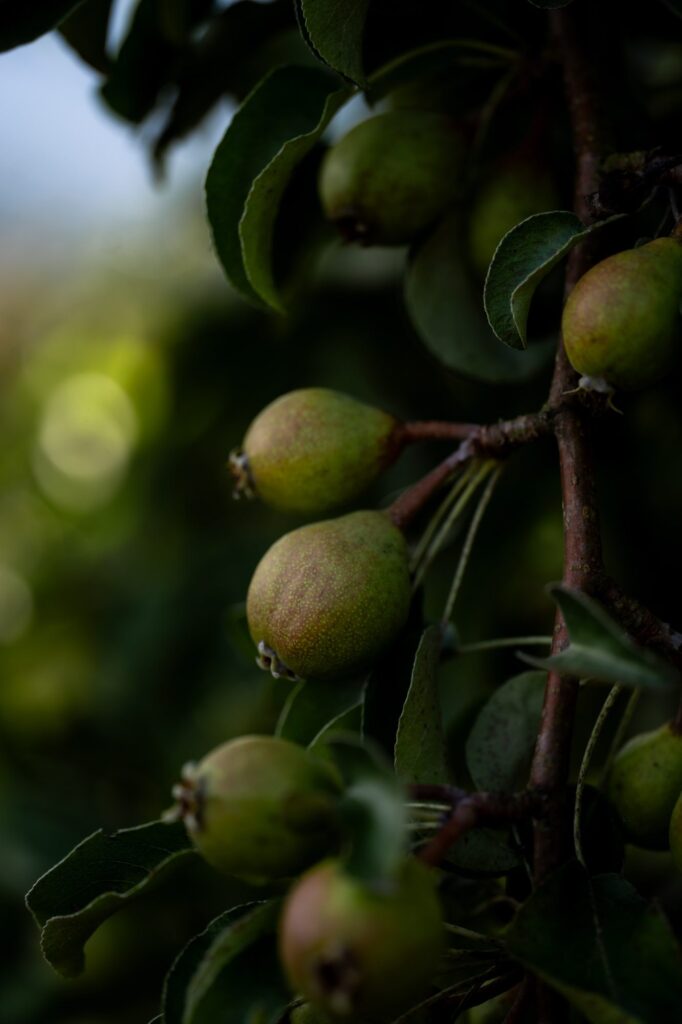 A bunch of pears in the tree with a blurry background.