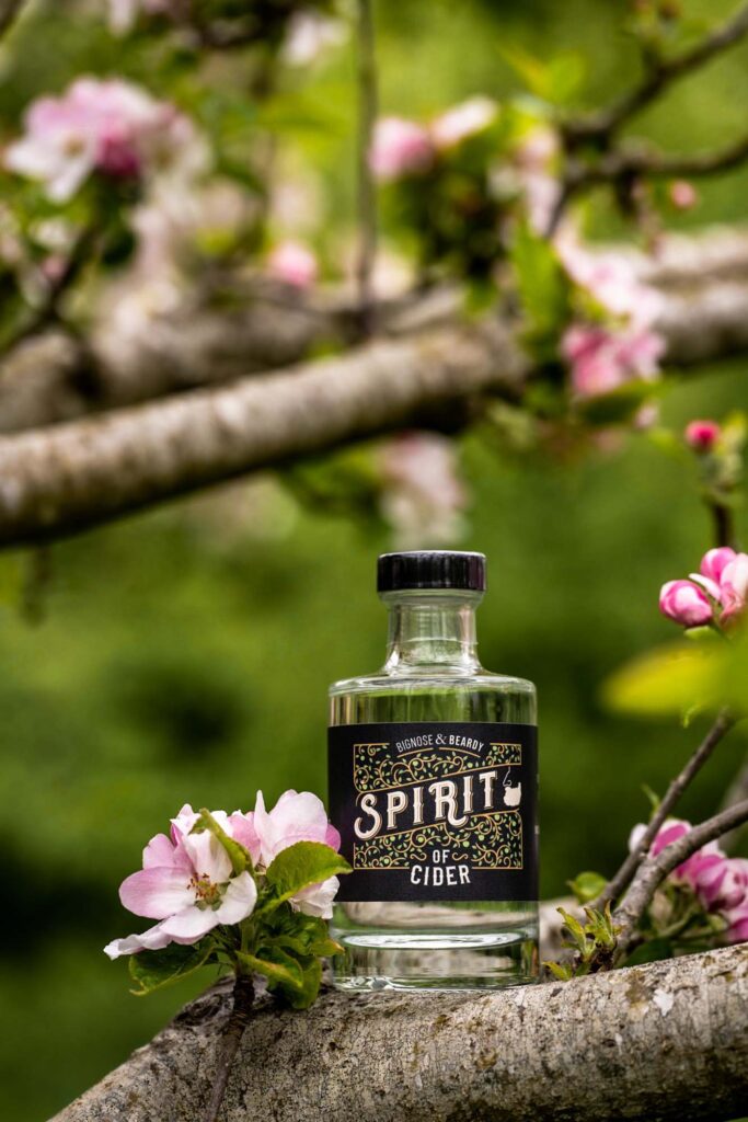 A bottle of Bignose & Beardy Spirit Of Cider sitting on a branch in the green orchard where the apples grew, surrounded by pink blossom.