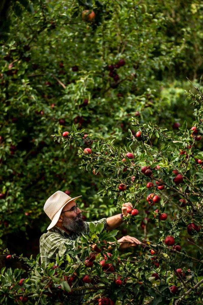 Steve, a white bearded man, picking apples at the Bignose & Beardy orchard in East Sussex.