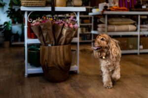Frankie, a golden cocker spaniel, trots happily across the floor of gift shop From Victoria in Lewes past bunches of dried flowers