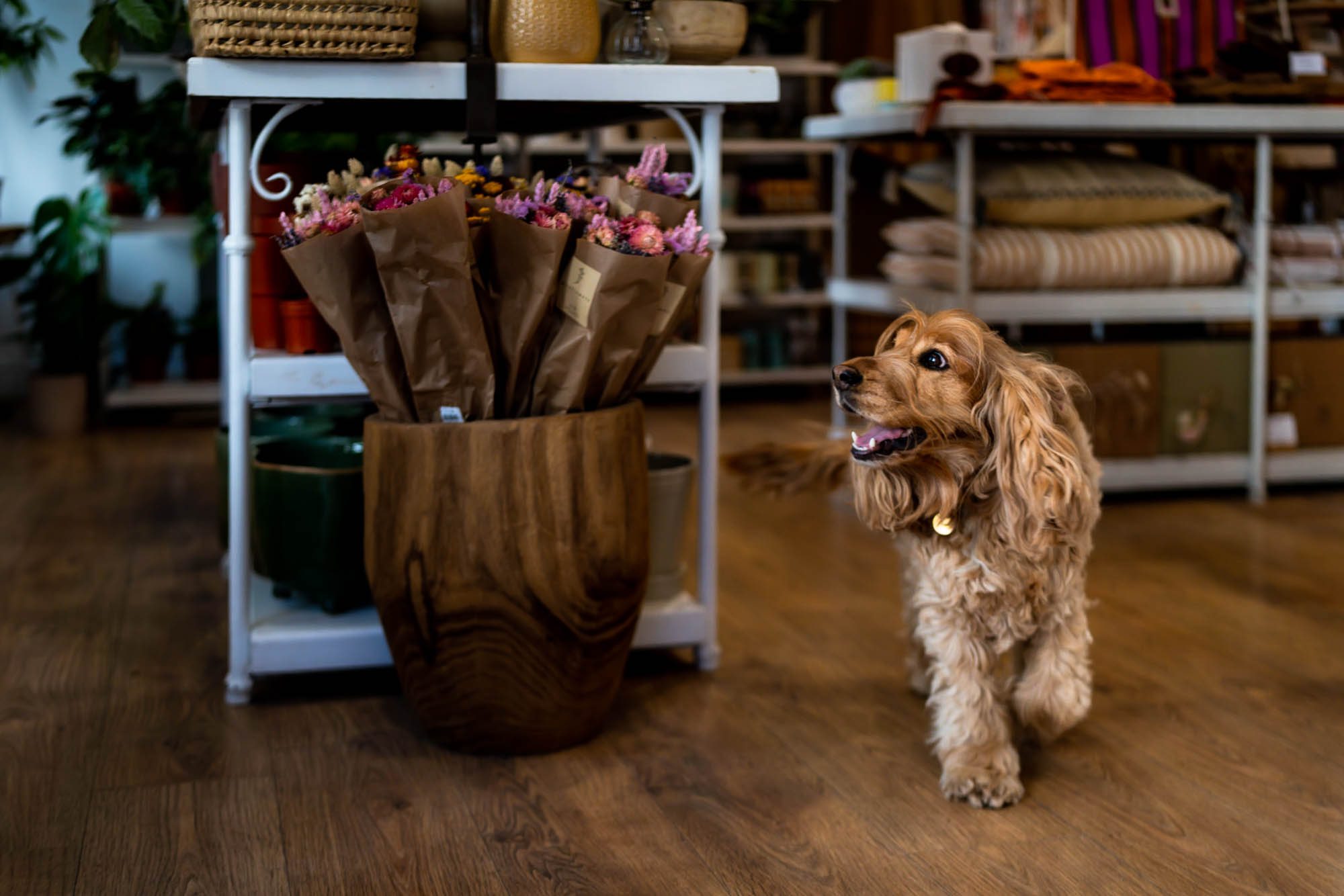 Frankie, a golden cocker spaniel, trots happily across the floor of gift shop From Victoria in Lewes past bunches of dried flowers