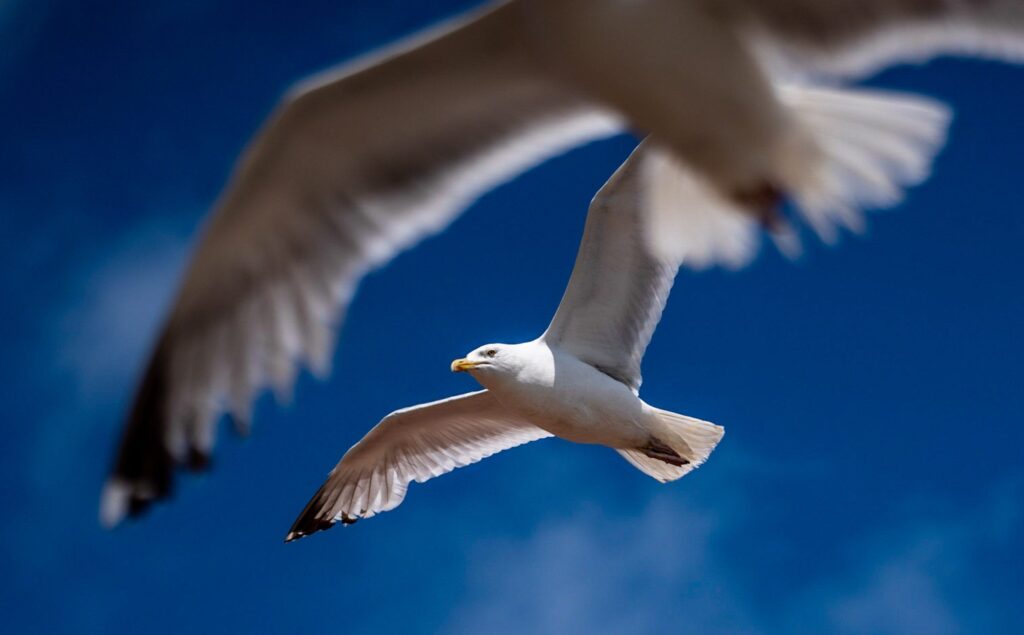 A white seagull glides across a deep blue sky while a second gull photobombs in a blur in the foreground