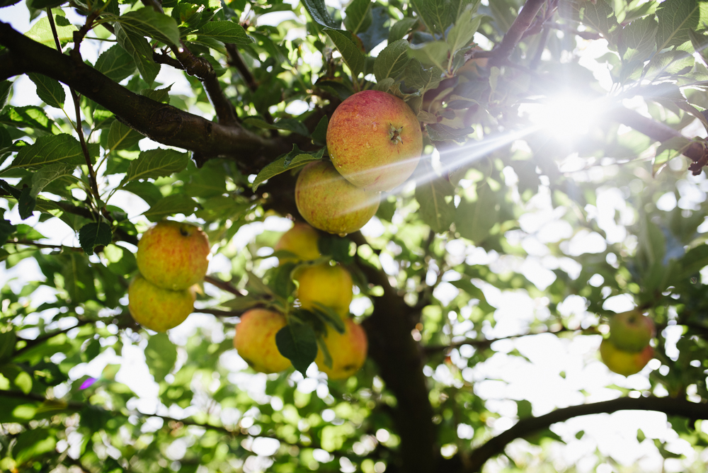 Apples in a tree with the sunlight beaming through the leaves