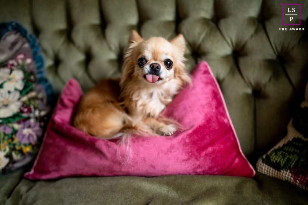 A long-haired fawn Chihuahua sticks out her pink tongue while lounging on a pink velvet cushion on a green buttoned sofa