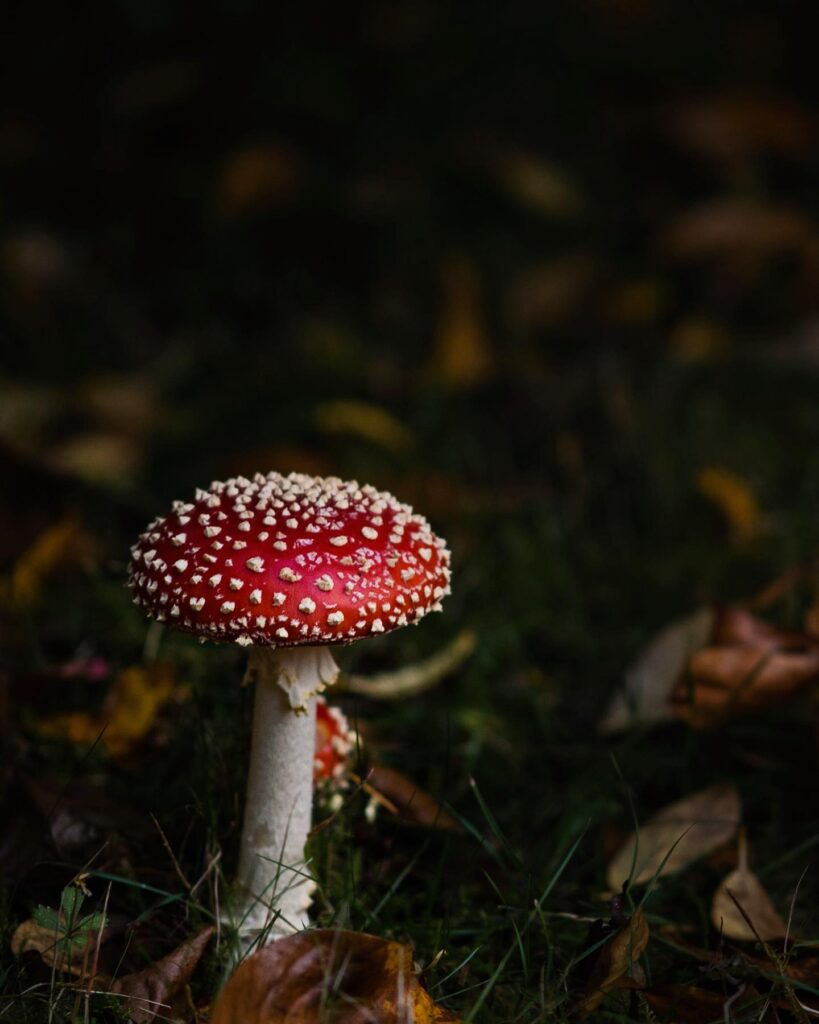 A rich red Fly Agaric Toadstool against brown autumn leaves.