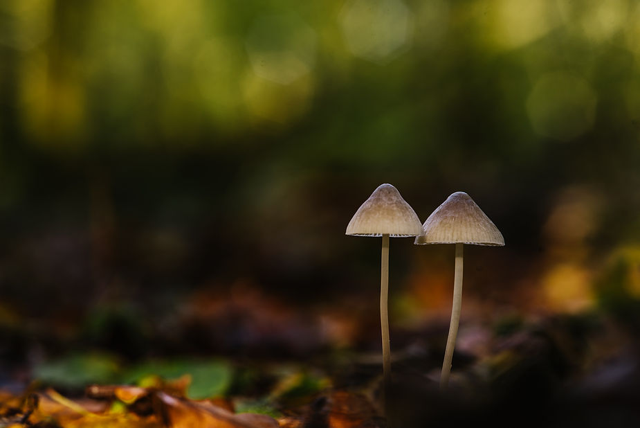 A pair of toadstools amongst the autumn leaves on the ground with green bokeh above.