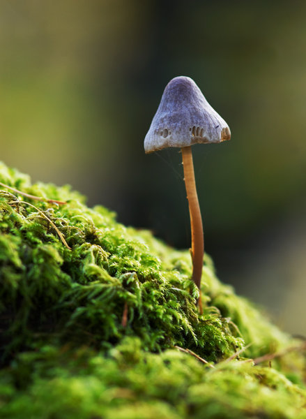A grey capped pointy mushroom growing from green moss in Scotland.