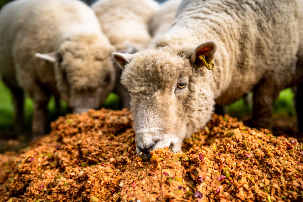 A woolly sheep with a yellow ear tag buries its nose in apple pulp at Bignose & Beardy