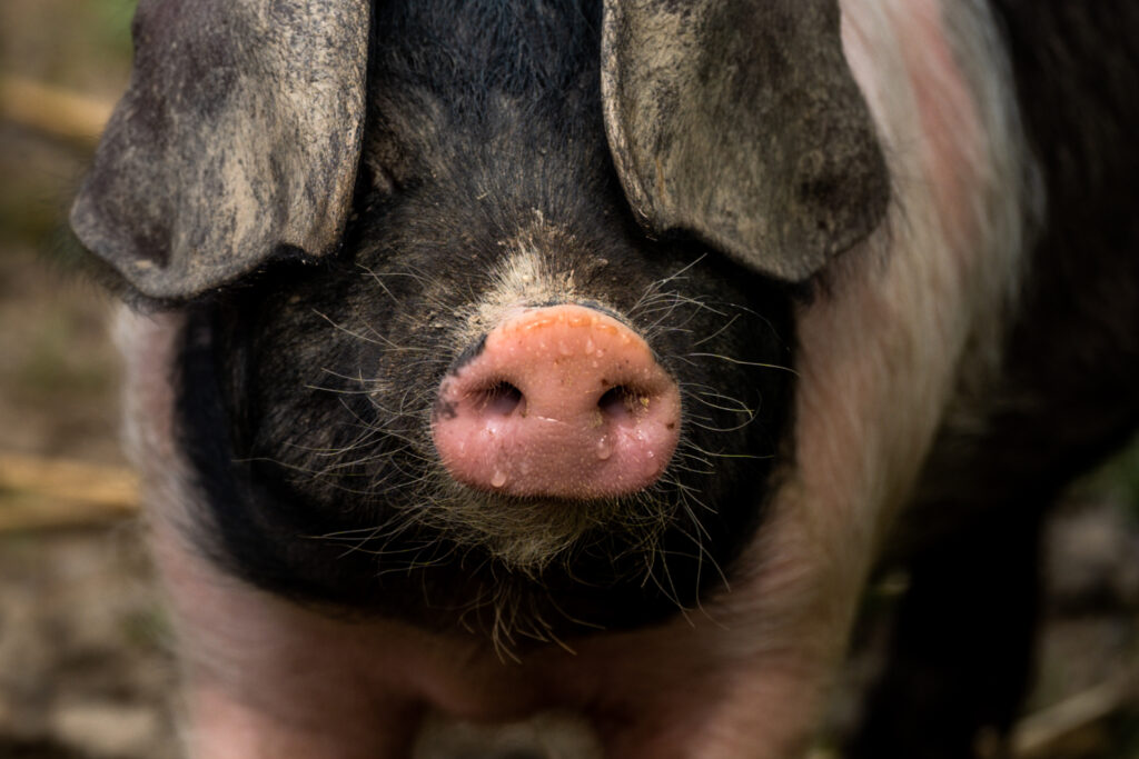 Close-up of a pig’s wet pink snout and whiskers, framed by floppy, muddy black ears