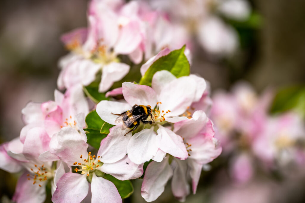 A bumblebee gathers pollen from pink and white apple blossom in the Bignose & Beardy orchard