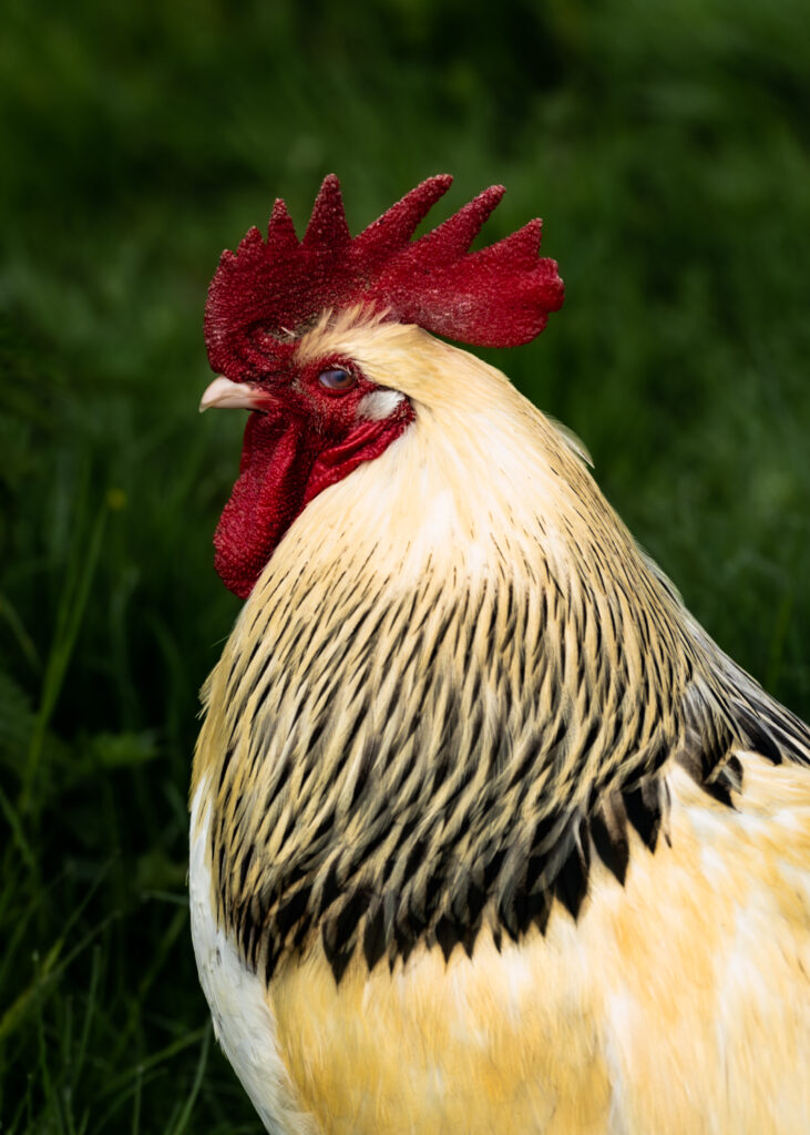 A cockerel with a bright red comb gives the camera some serious side eye at Bignose & Beardy