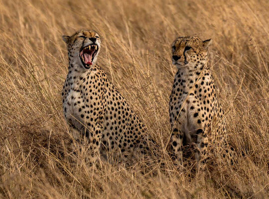 Two cheetahs sitting in long golden grass in the Masai Mara, Kenya, one yawning to show its teeth.