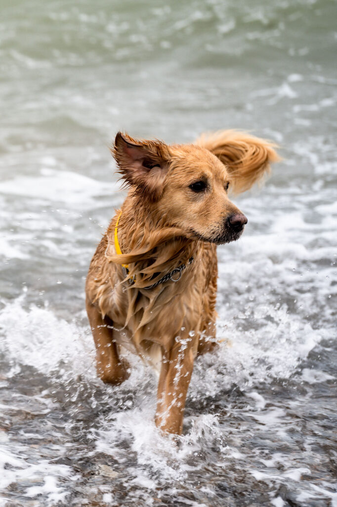 A golden retriever splashing out of the waves with her ears and tail blowing in the wind