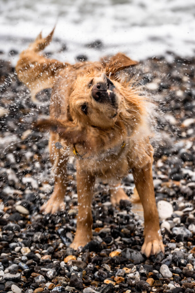 A golden retriever mid-shake with ears flying, eyes rolled and teeth showing, water spraying everywhere