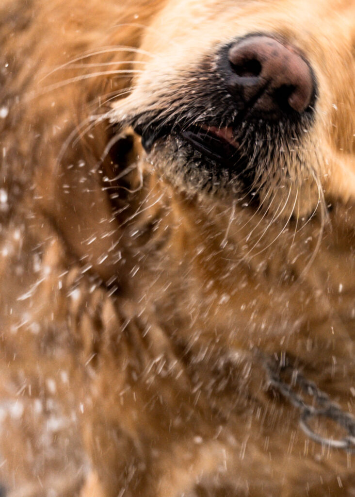 Extreme close-up of a golden retriever’s wet nose and whiskers as water droplets fly past