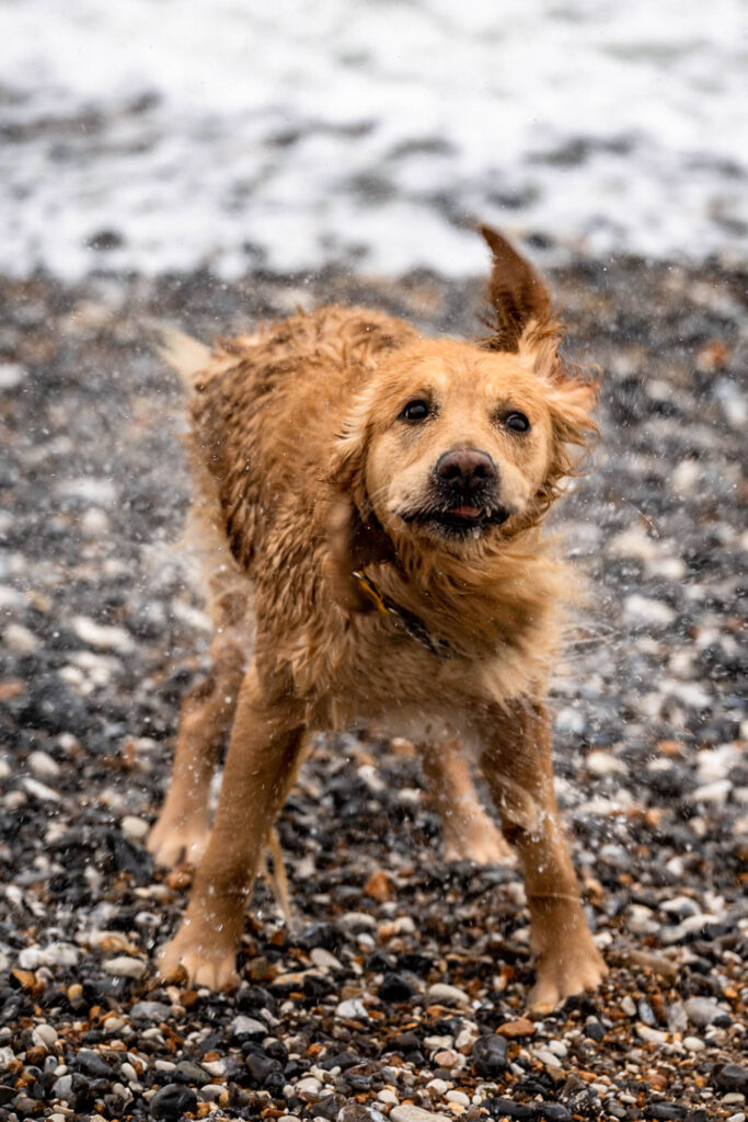 Maggie, a golden retriever, shaking off seawater on the shingle at Holywell beach, Eastbourne