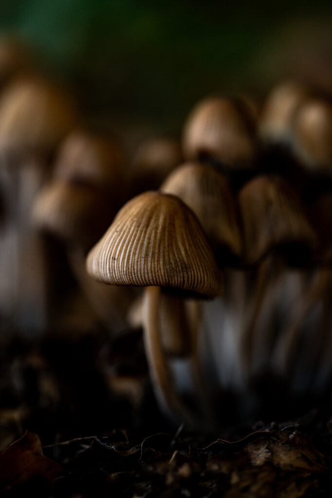 A cluster of brown toadstools in England.