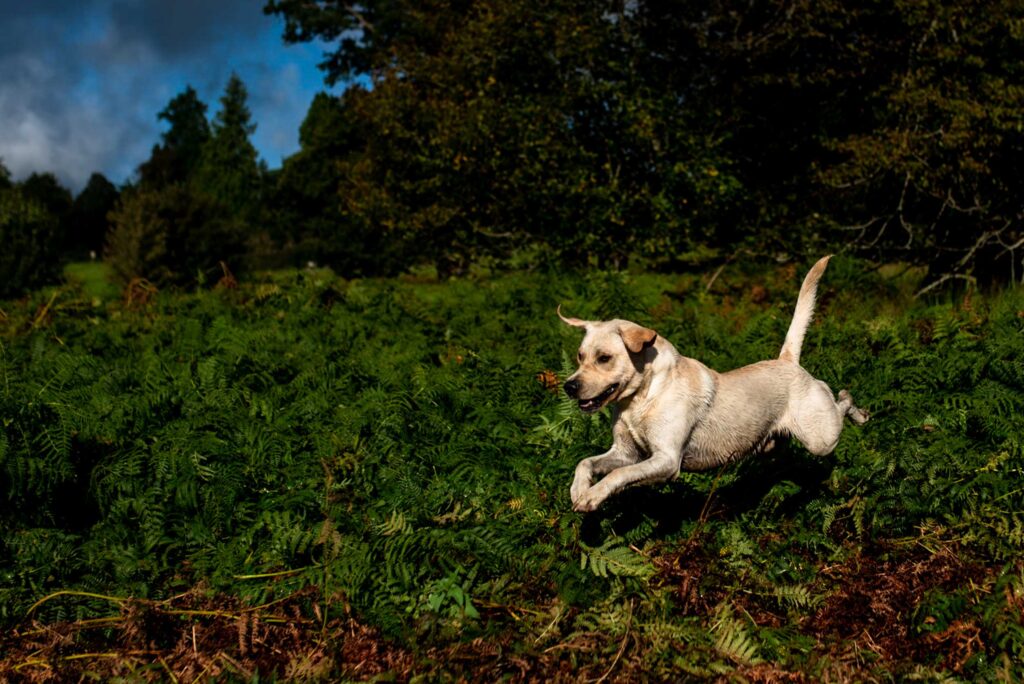 A yellow Labrador leaps joyfully through green bracken under a bright blue sky