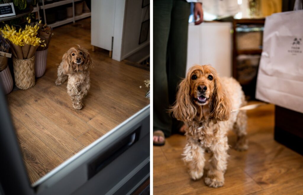 Two photos of a golden cocker spaniel. On the left, she looks up hopefully from just inside a shop doorway, beside bunches of yellow dried flowers. On the right, she stands close to the camera with her mouth open in a happy grin, next to a From Victoria paper bag.