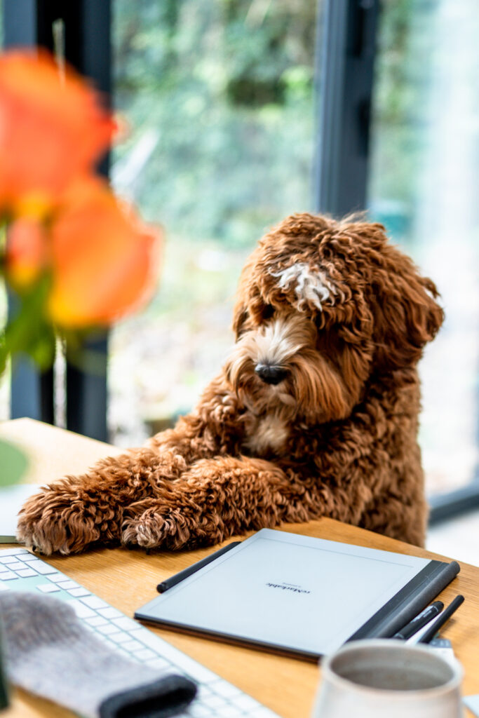 A curly brown cockapoo-style dog perched at a desk with his paws up, peering at a notebook beside a keyboard and mug