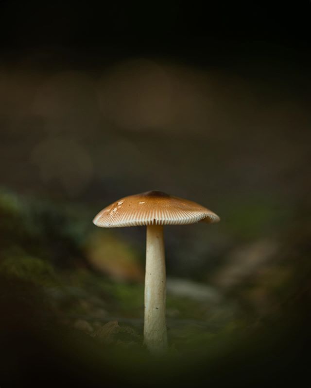 Toadstool with a brown top and white underside among mossy greens.