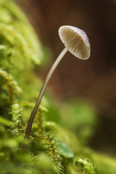 Small mushroom erupting from green moss on the side of a tree