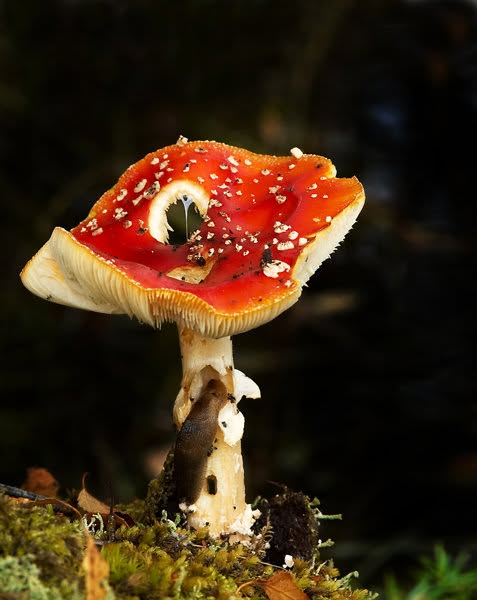 A bright red fly agaric toadstool with white spots and a bite missing from its cap, standing on green moss against a dark background. A brown slug is eating into a hole in its white stem, and a glistening drip of slime hangs from the cap.