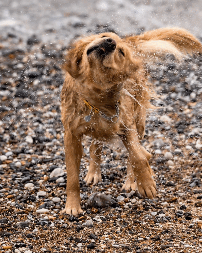Animated GIF of a golden retriever shaking seawater from her coat on a pebble beach