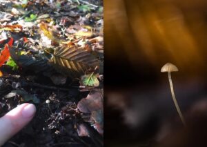 Side by side: on the left, a fingertip pointing to a tiny mushroom hidden in dark leaf litter; on the right, a macro shot of the same mushroom on a thin stem against glowing green and gold bokeh.